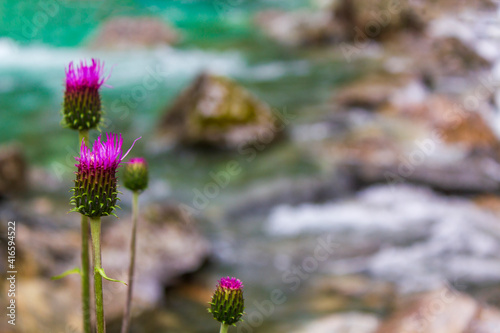 Purple thistle flower plant in front of turquoise river Norway. photo