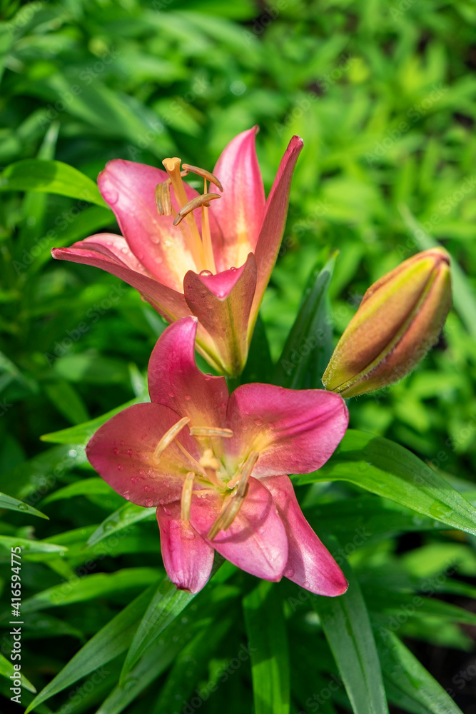 Pink daylily, USA