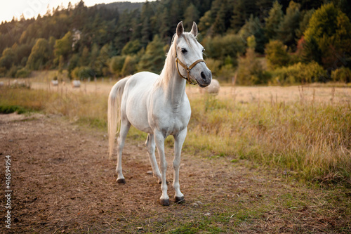 White arabian horse standing on farm ground, blurred meadow and forest background