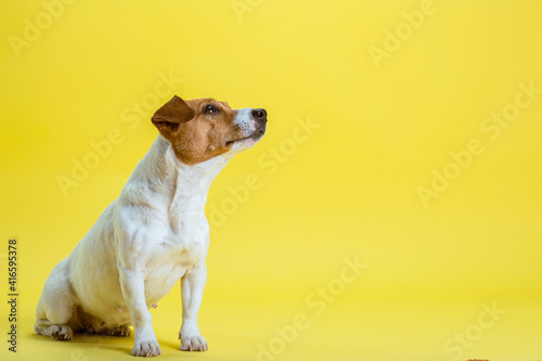 Fototapet Dog pet jack russell terrier