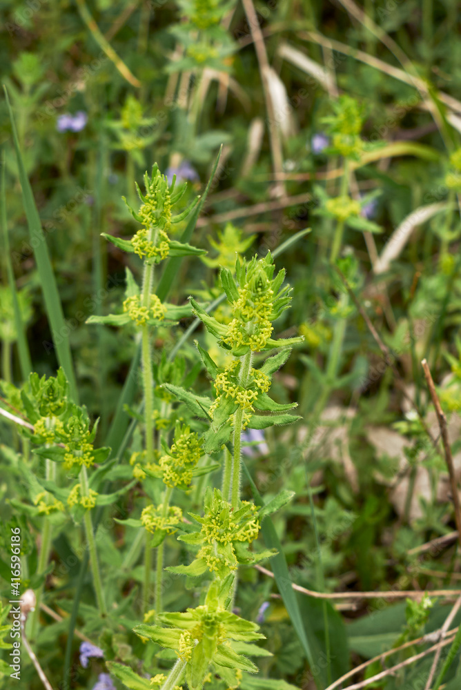 Cruciata laevipes Cruciata laevipes