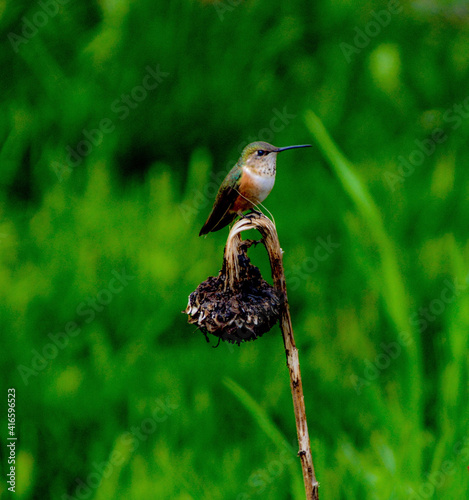 bird on the grass