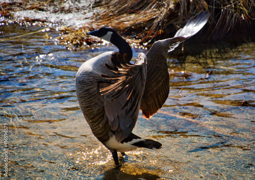 great blue heron