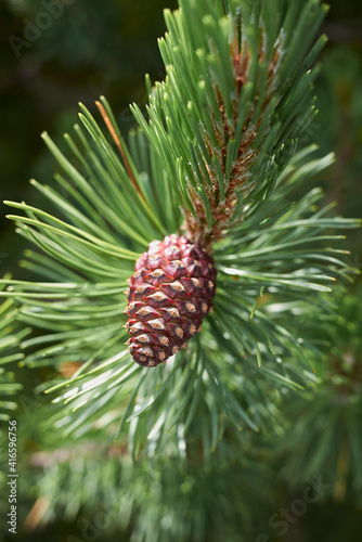 Pinus mugo 