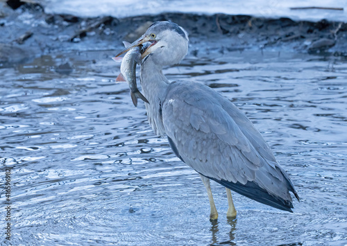 Gray heron catches fish
