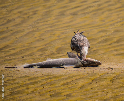bird on the sand eating shark