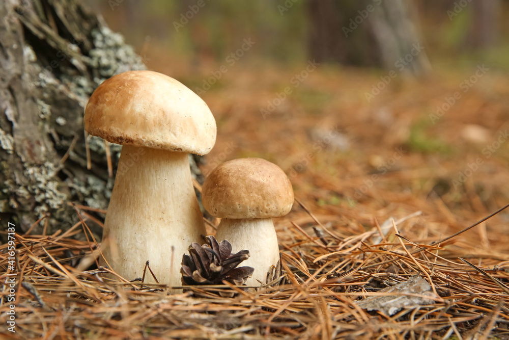 Porcini mushrooms and cone in forest, closeup Porcini mushrooms and cone in forest, closeup