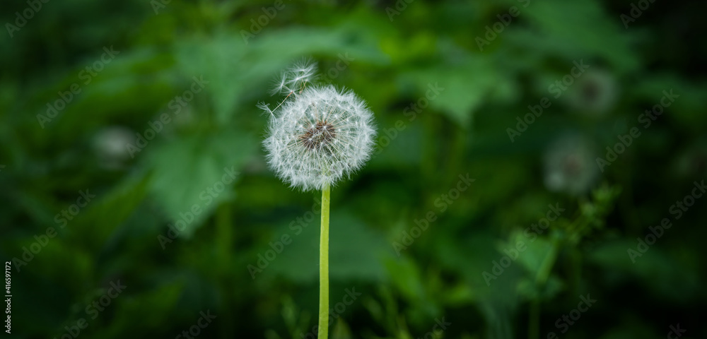 Dandelion seeds on the fresh green morning background. Green field with dandelions. Closeup of spring flowers on the green field. Meadow flowers. Dandelion seeds on the fresh green morning background. Green field with dandelions. Closeup of spring flowers on the green field. Meadow flowers.