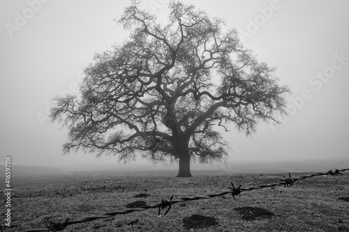 Black and white image of single oak tree on a foggy California winter day 