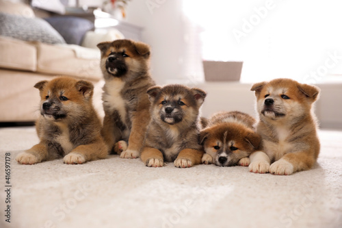 Fototapeta Naklejka Na Ścianę i Meble -  Adorable Akita Inu puppies on carpet indoors