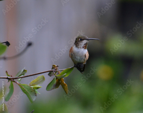 hummingbird on a branch