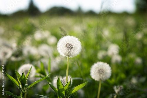 Dandelion seeds in the sunlight. Fresh green morning background. Green field with dandelions. Closeup of spring flowers on the green field. Meadow flowers.