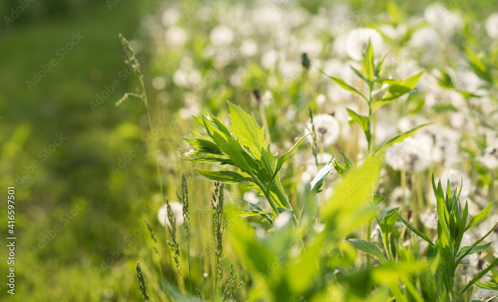 Dandelion seeds in the sunlight. Fresh green morning background. Green field with dandelions. Closeup of spring flowers on the green field. Meadow flowers.