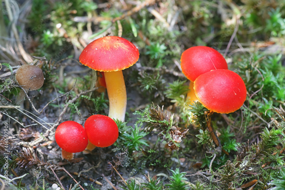 Hygrocybe coccinea, known as scarlet waxcap or righteous red waxy cap, wild edible mushroom from Finland