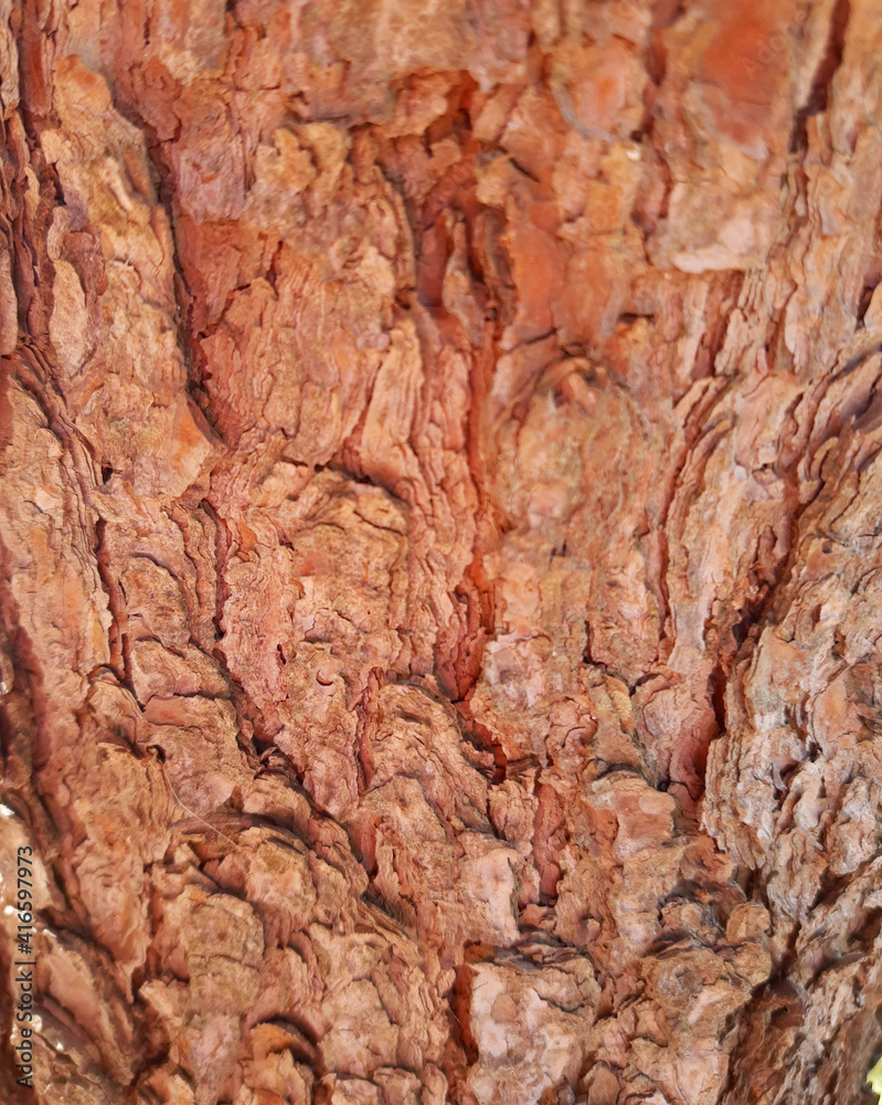 texture of the bark of a tree