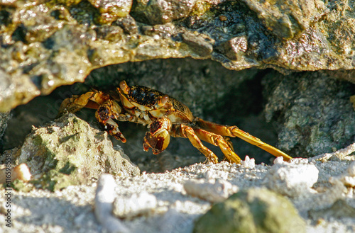 Orange crab on the beach  hidden under a stone