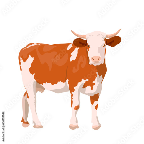 realistic ginger brown cow. dairy cattle. Swiss Brown, Ayrshire, Holstein, Milking White and Brown Shorns, Guernsey and Jersey Cow. beef