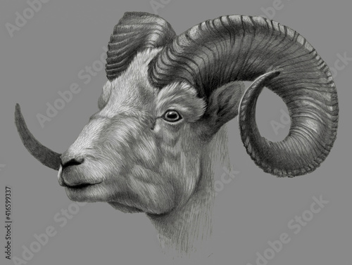 Goat head. Realistic detailed drawing of animal