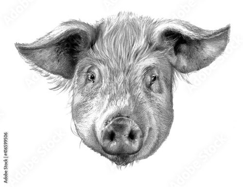 Pig head. Realistic detailed drawing of animal