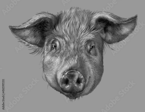 Wallpaper Mural Pig head. Realistic detailed drawing of animal Torontodigital.ca