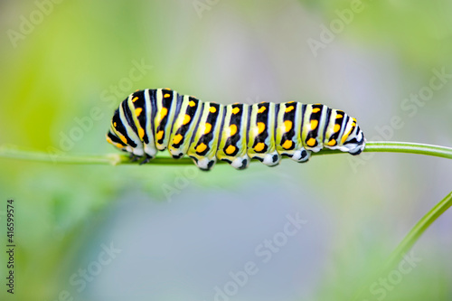Black Swallowtail caterpillar, USA © Danita Delimont