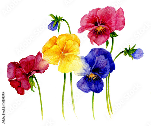 Composition with multi-colored pansies. Watercolor art flower illustration