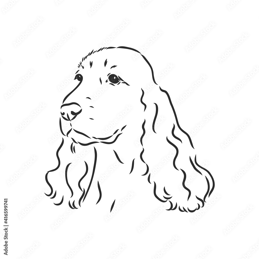 Decorative portrait of standing in profile English Springer Spaniel, vector isolated illustration in black color on white background. spaniel, vector sketch on a white background Decorative portrait of standing in profile English Springer Spaniel, vector isolated illustration in black color on white background. spaniel, vector sketch on a white background