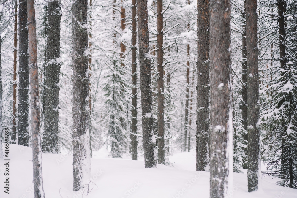 Beautiful winter scenery with trees covered snow. Scenic view of tall white trees in ice and snow in natural environment on north, beautiful wood landscape during winter season getaway destination. Beautiful winter scenery with trees covered snow. Scenic view of tall white trees in ice and snow in natural environment on north, beautiful wood landscape during winter season getaway destination.