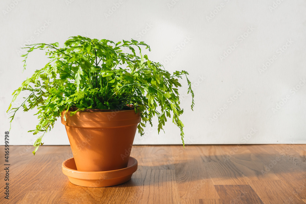 Fototapeta premium Garden.gardening home. Girl replanting green pasture in home garden.indoor garden,room with plants banner Potted green plants at home, home jungle,Garden room gardening, Plant room, Floral decor.
