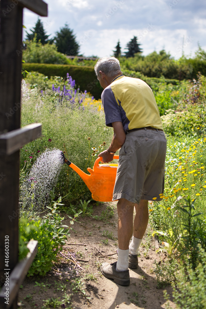 Älterer Gärtner gießt seinen Garten Stock Photo Adobe Stock