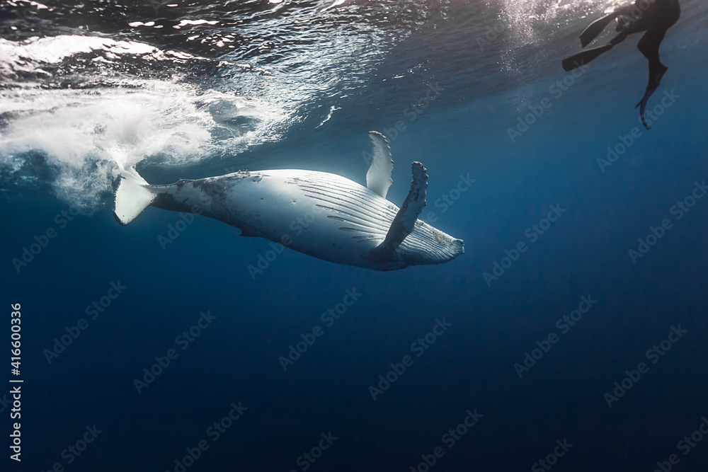 Fototapeta premium Humpack whales dancing