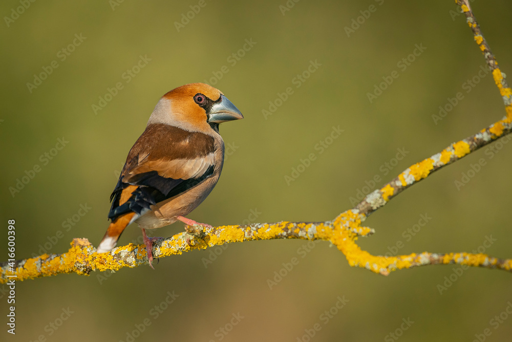 hawfinch posed with unfocused backgrounds hawfinch posed with unfocused backgrounds
