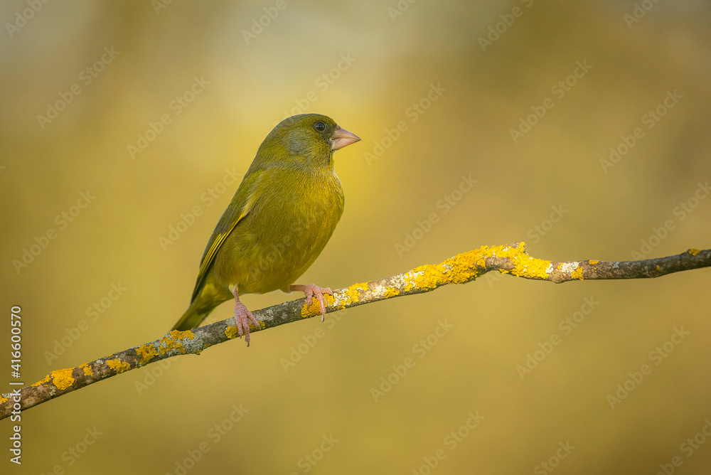 greenfinch perched on a branch with the background out of focus greenfinch perched on a branch with the background out of focus