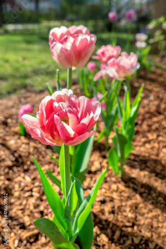 Pink double tulips, USA