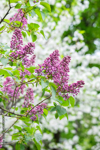 Budding lilac bush, USA