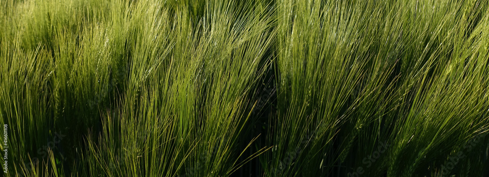 Obraz premium Piękne zielone łany zboża rozwijające się na polu, falujące z wiatrem.