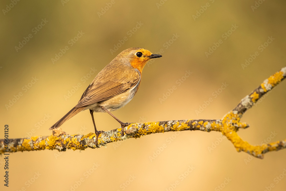 Obraz premium robin posed with the background out of focus