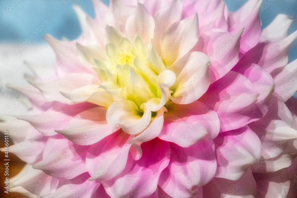 Pink and white dahlia, Gitts Perfection, USA