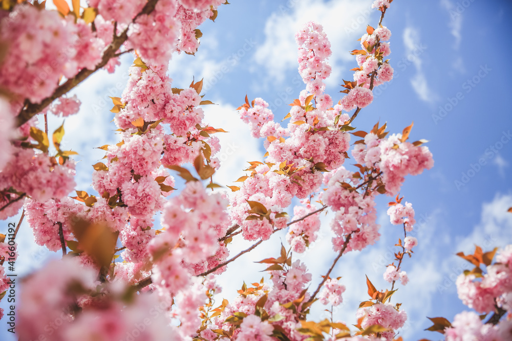 Spring blossom branch on pink blooming tree. Beautiful nature scene with flowers on tree and sun flare. Sunny day. Beautiful Orchard. Abstract blurred background Spring blossom branch on pink blooming tree. Beautiful nature scene with flowers on tree and sun flare. Sunny day. Beautiful Orchard. Abstract blurred background