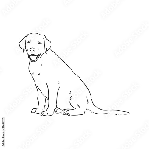 Vector image of an dog labrador on white background