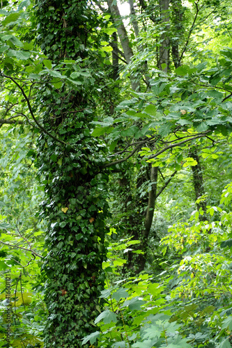 tree trunks in the forest fully sheathed with green ivy side view