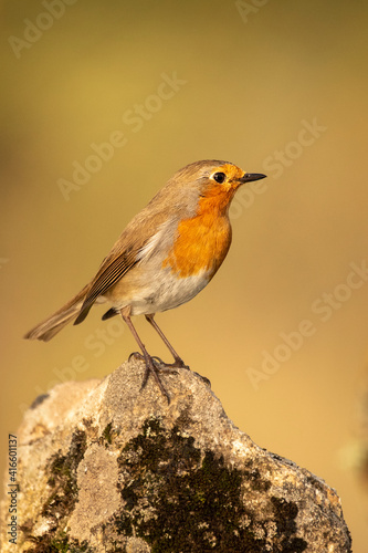 robin posed with the background out of focus