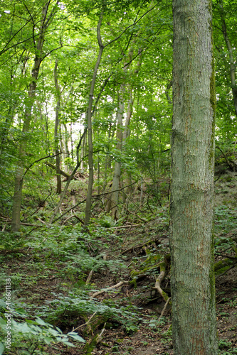 tall tree with green moss on the background of trees and bushes in the forest side view