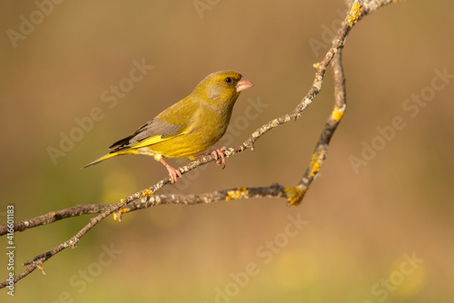 greenfinch perched on a branch with the background out of focus