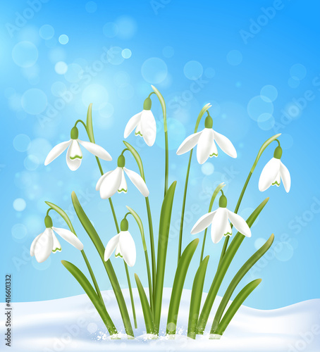 White snowdrops in the snow on a blue background.