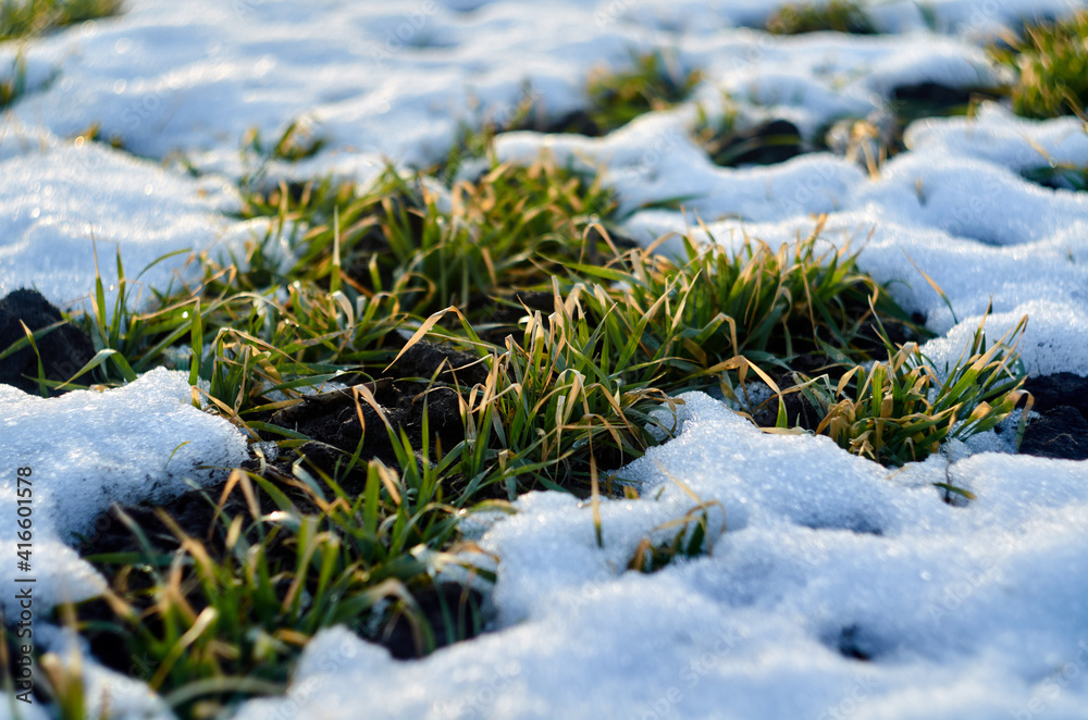 Wheat and melting snow in the field