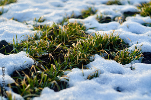 Obraz na płótnie Wheat and melting snow in the field w salonie