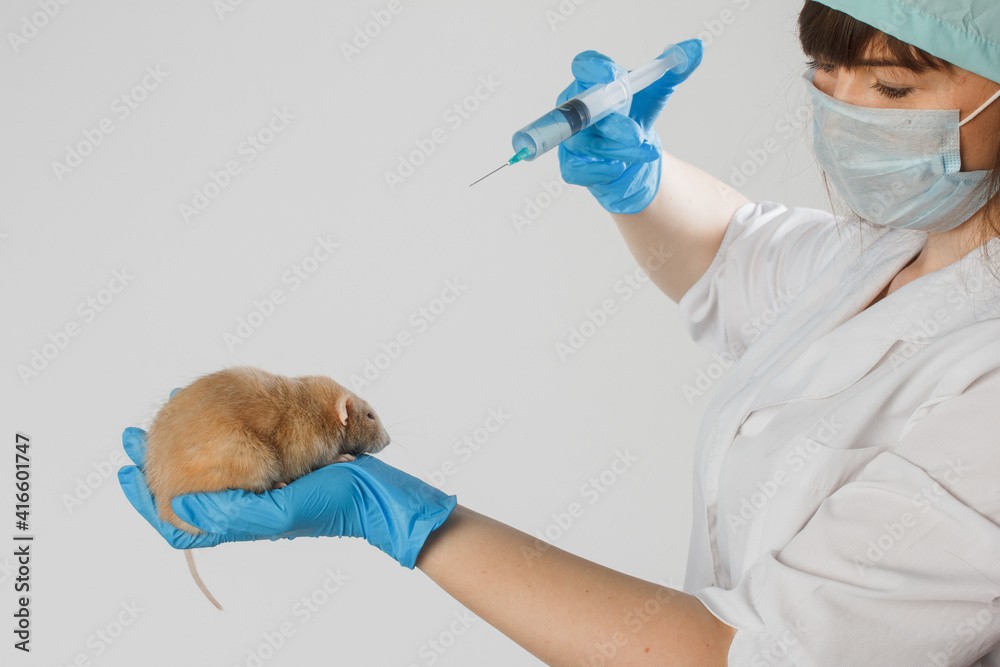 Research staff are injecting the mouse into animals, Experimental animals, Vaccine test on laboratory mouse Lab rats. Nurse hands in blue gloves Research staff are injecting the mouse into animals, Experimental animals, Vaccine test on laboratory mouse Lab rats. Nurse hands in blue gloves