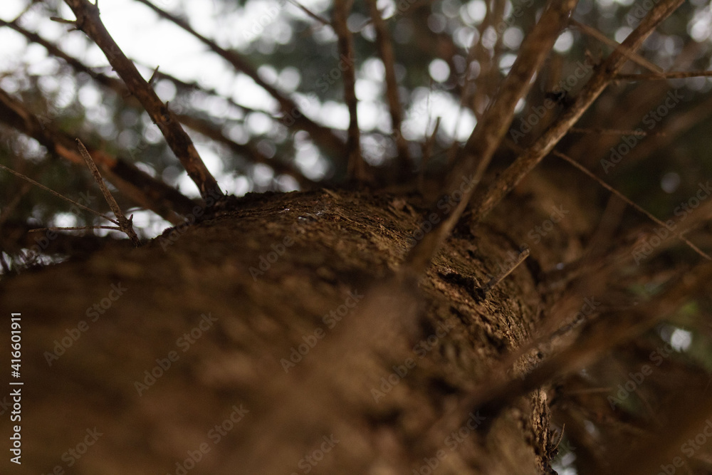 Fototapeta premium straight tree