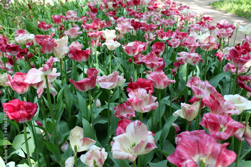 pink and white tulips bloom in the garden
